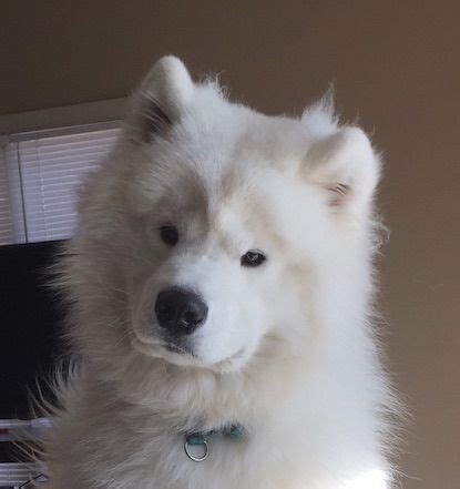 Comparing the Cost of White Magic Samoyeds from Different Breeders
